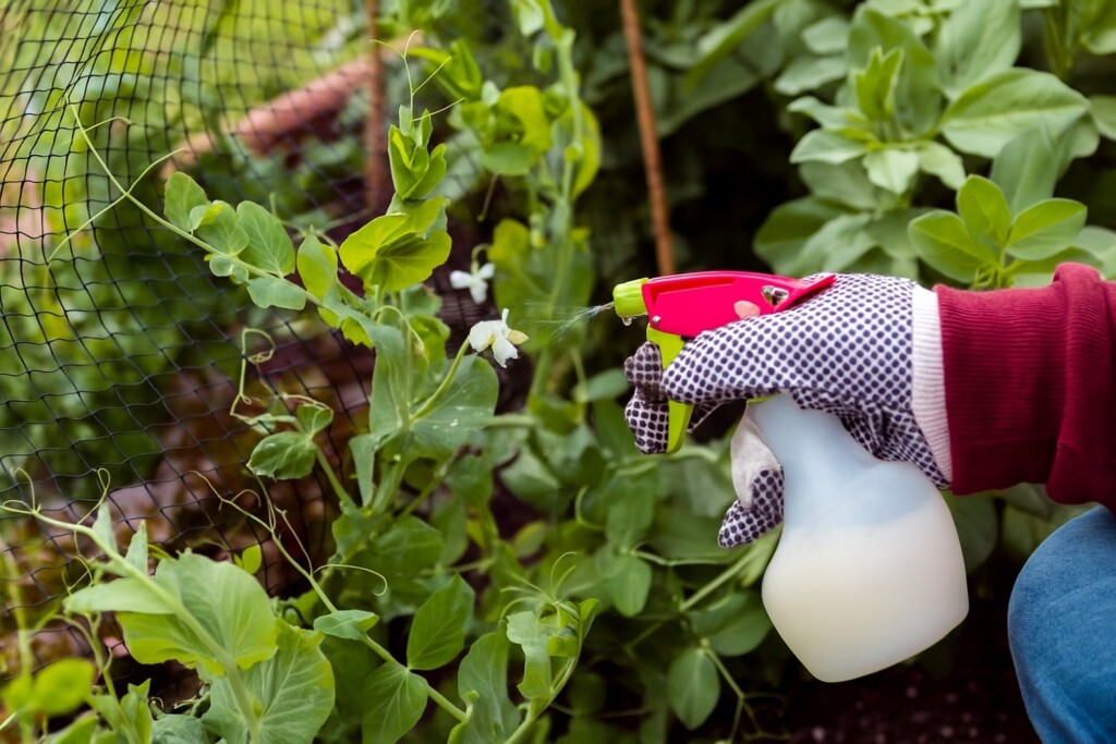 A gardener's gloved hand uses a spray bottle to apply a natural, milky fungicide to a flowering pea plant in the garden