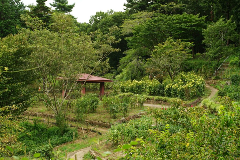 A green garden with trees, plant