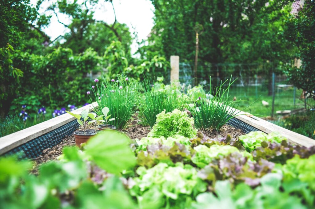 Square vegetable garden