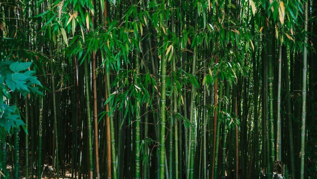 Running Bamboo trees