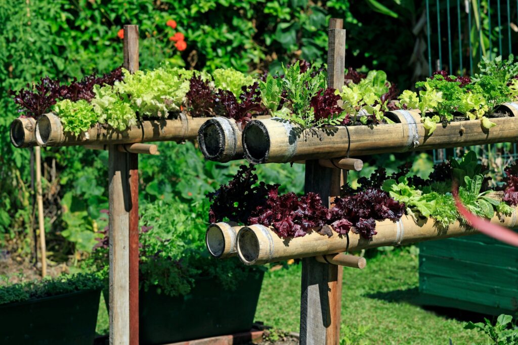 Vegetable grown on horizontal bamboo tree
