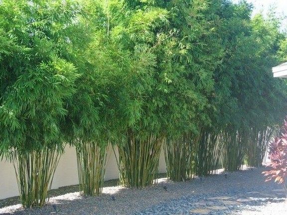 Clumping bamboo trees