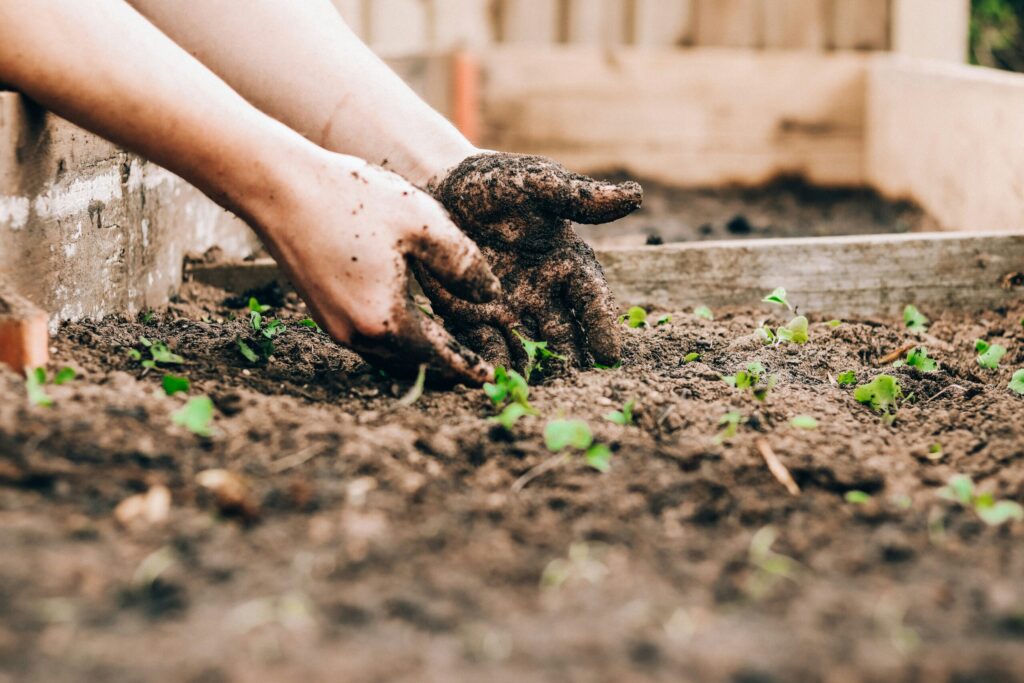 Gardener planting in an organic garde