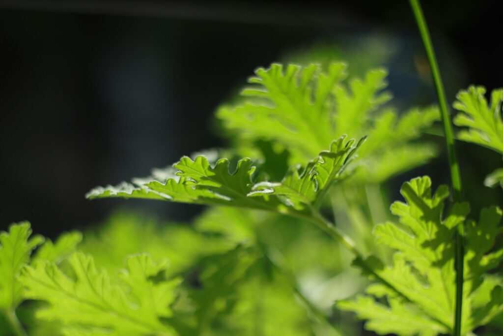 Close-up of green, lobed leaves of a plant, possibly a Geranium or Pelargonium.