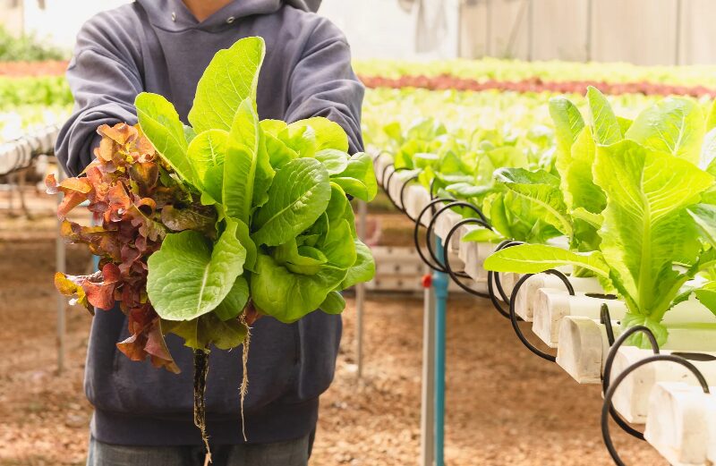 Vibrant green and reddish-brown lettuce thrives in a hydroponic system.