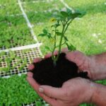 A person holding a small green plant with soil in their cupped hands, with a background of many similar seedlings in trays, emphasizing environmental friendliness.