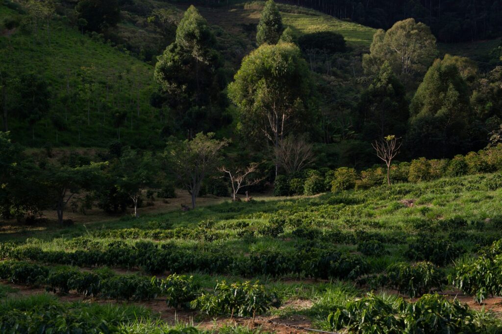 Illustrates the blend of trees and farming, a core idea of agroforestry.