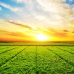 Lush green field under a vibrant sunset.