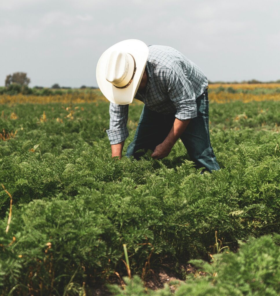 A farmer surveying a field, contemplating the challenges of sustainable agriculture