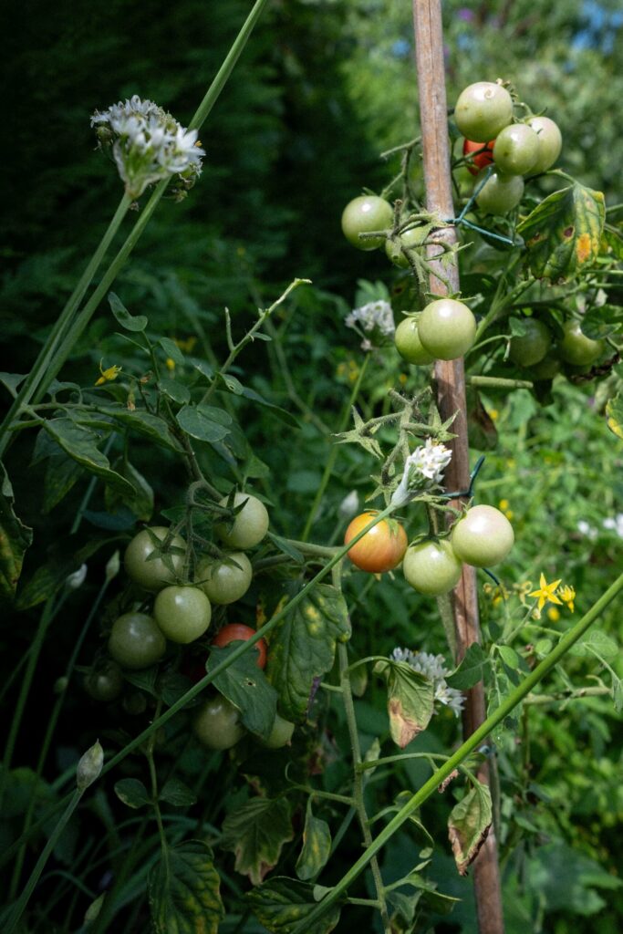 Close-up of green tomatoes growing on a plant in a garden.