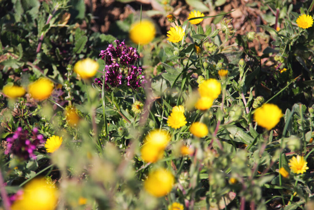 Colorful native flowers thriving in a sustainable garden bed