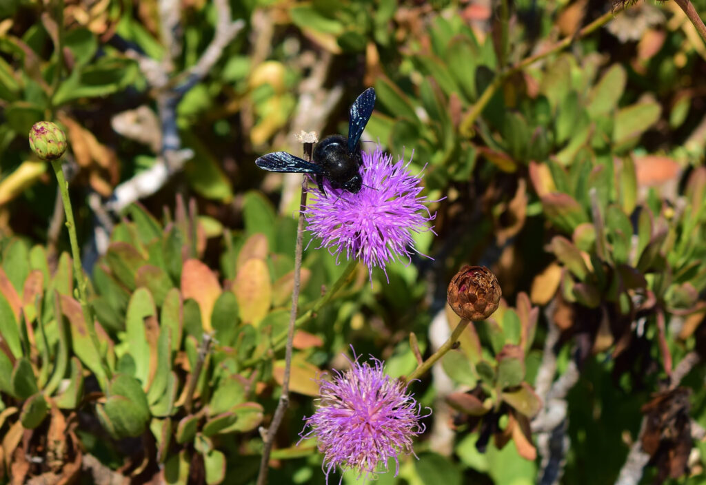 carpenter bee collecting pollen from Maltese centaury flowers