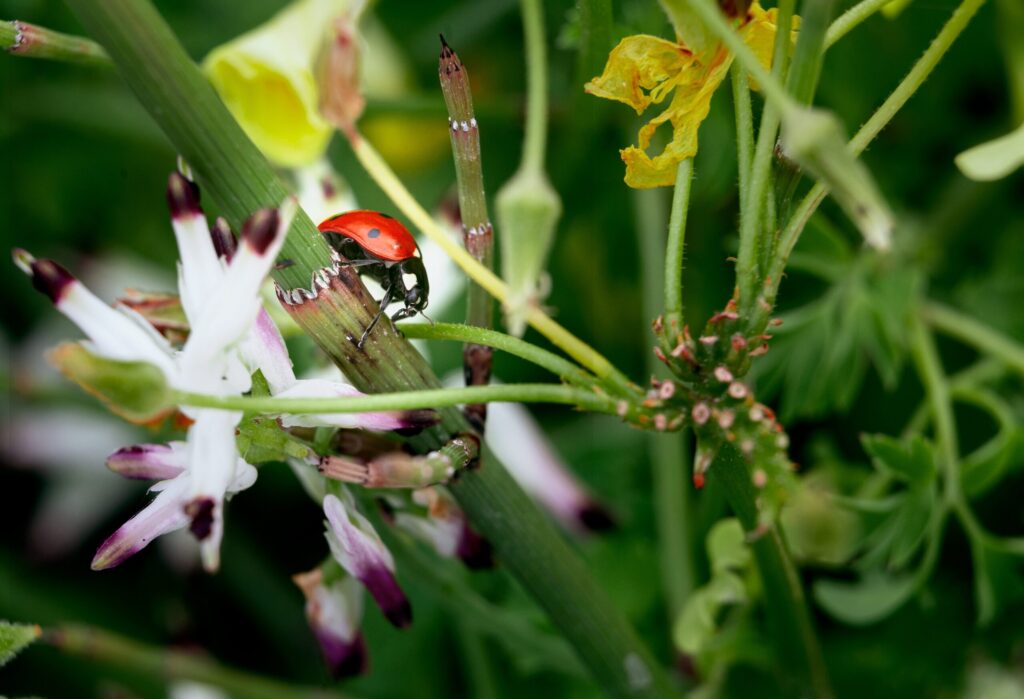 closeup shot of a ladybug on a flower with blurred background