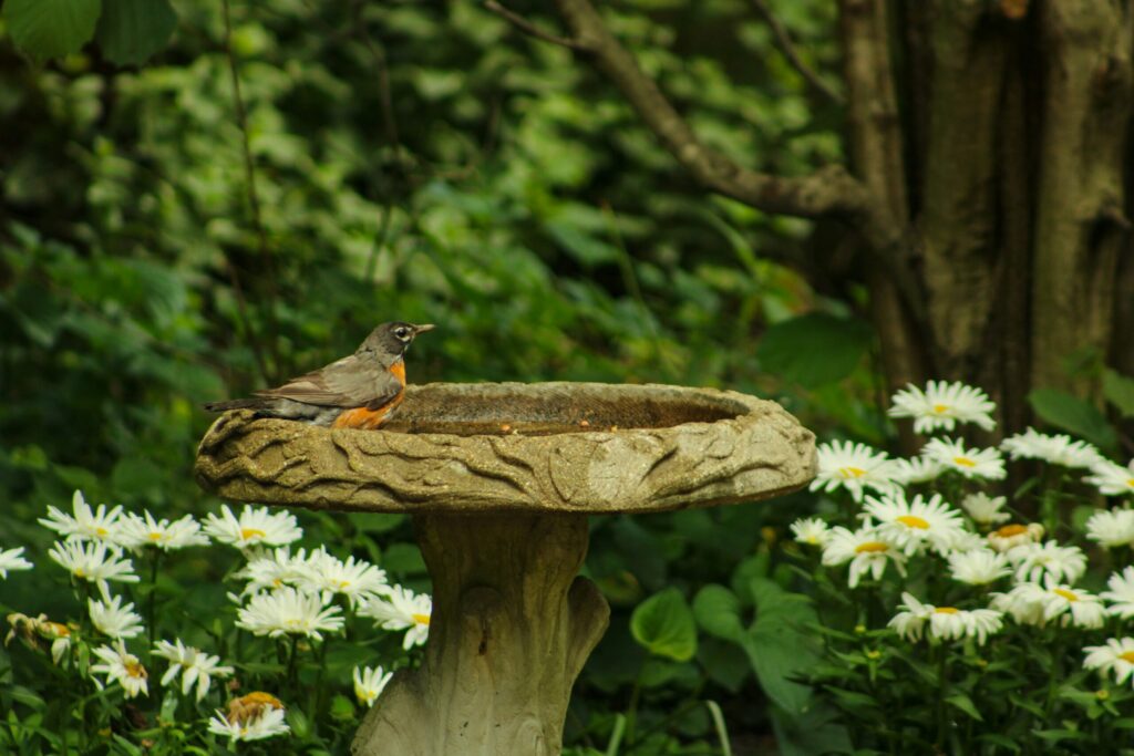 Bird bathing in a garden birdbath surrounded by native greenery and flowers