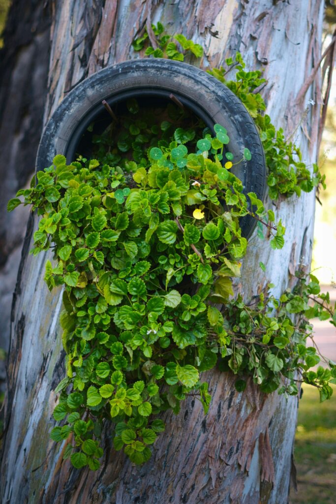 An eco-friendly garden featuring a vibrant green plant growing inside a repurposed car tire, which is upscycled from a wooden post.