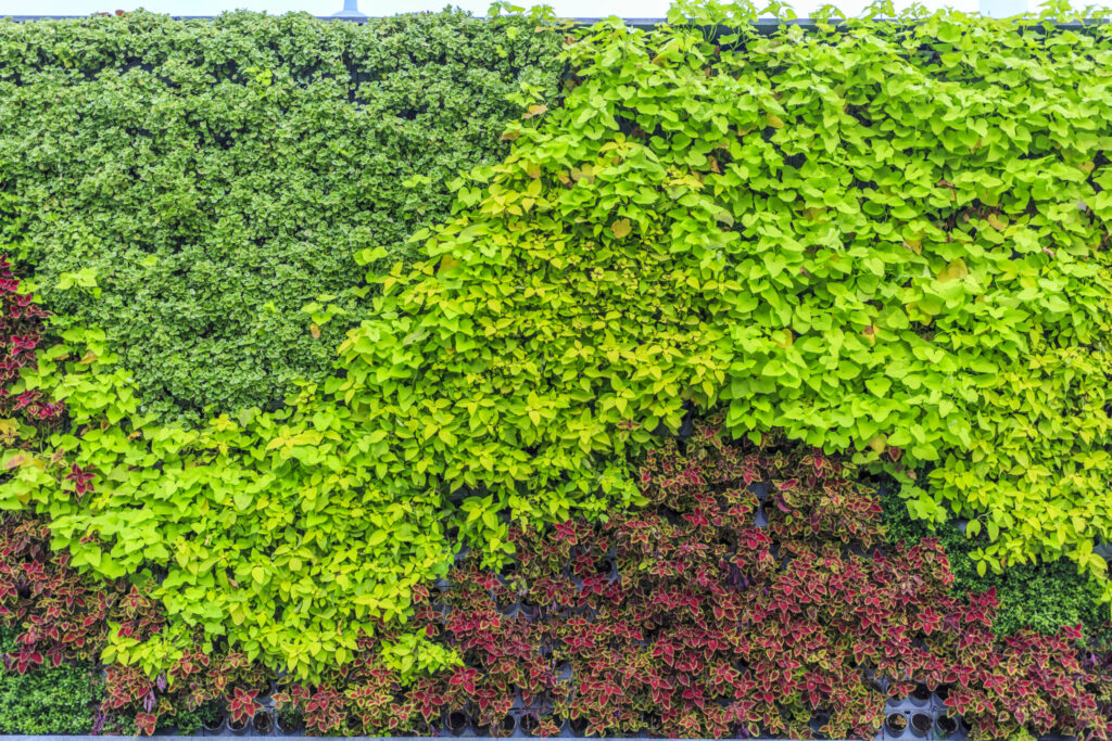 A vibrant green wall garden on a rooftop garden, featuring lush vertical foliage in varying shades of green and reddish-brown.