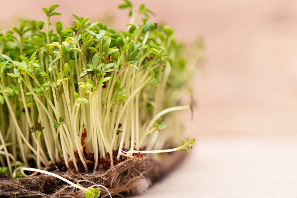Closeup of sprouted grain cress salad grow on wet linen mat