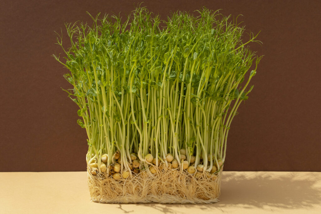 A tray of healthy green sprouts, possibly microgreens, densely packed and ready for harvest.