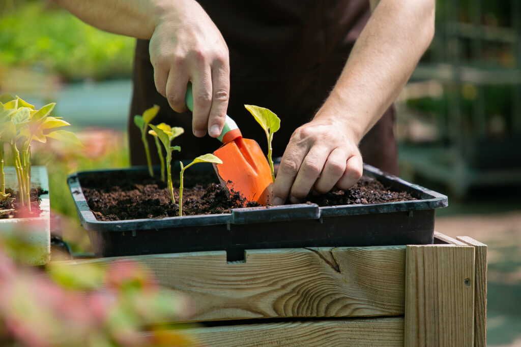 A person planting seedlings into a tray, demonstrating seed starting techniques.