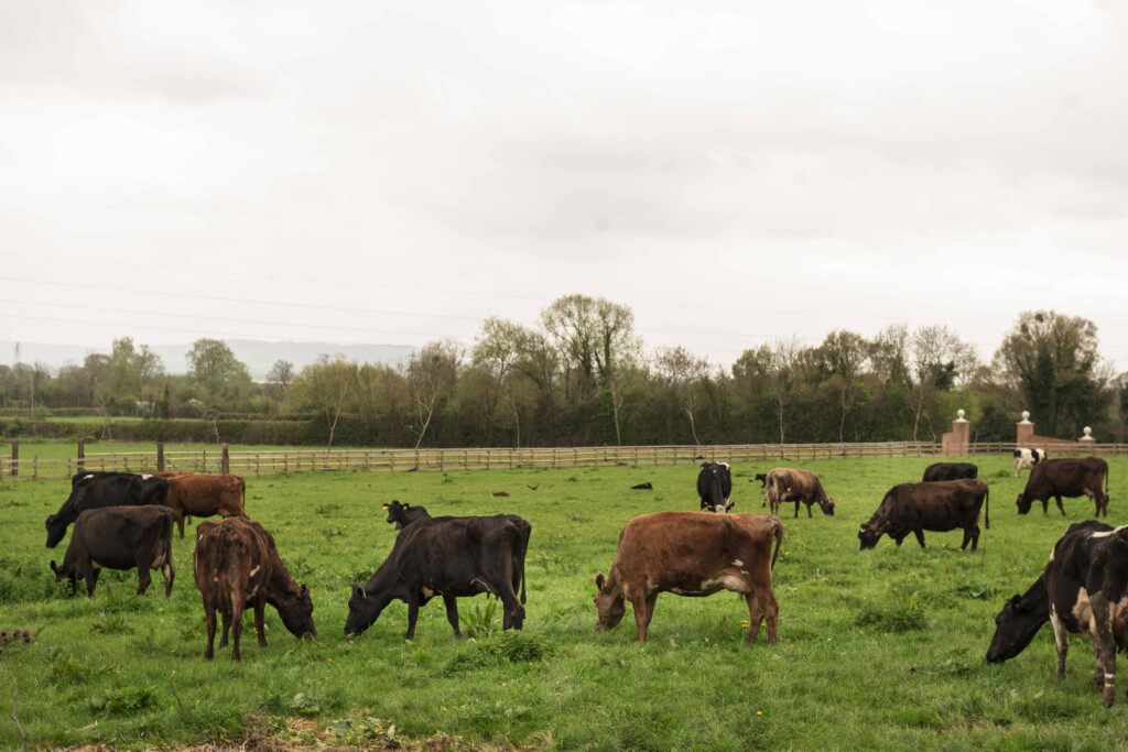 A herd of dairy cows grazing peacefully in a wide green pasture, demonstrating high animal welfare standards in organic farming.