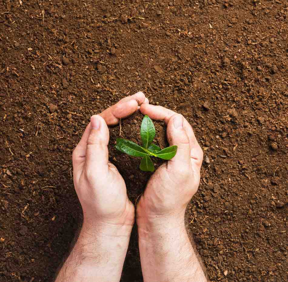 A gardener's hands gently cupped around a small green sprout, representing the importance of soil health in organic farming