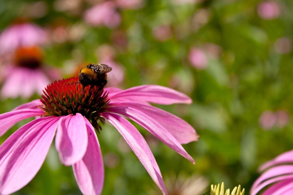A bumblebee collecting pollen from the center of a vibrant purple coneflower, illustrating a key part of eco-friendly landscaping