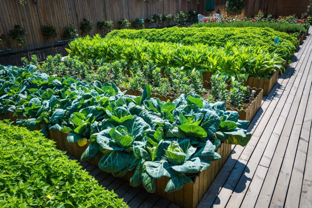 Lush, raised garden beds filled with healthy green vegetables like lettuce and cabbage in a sunny backyard.