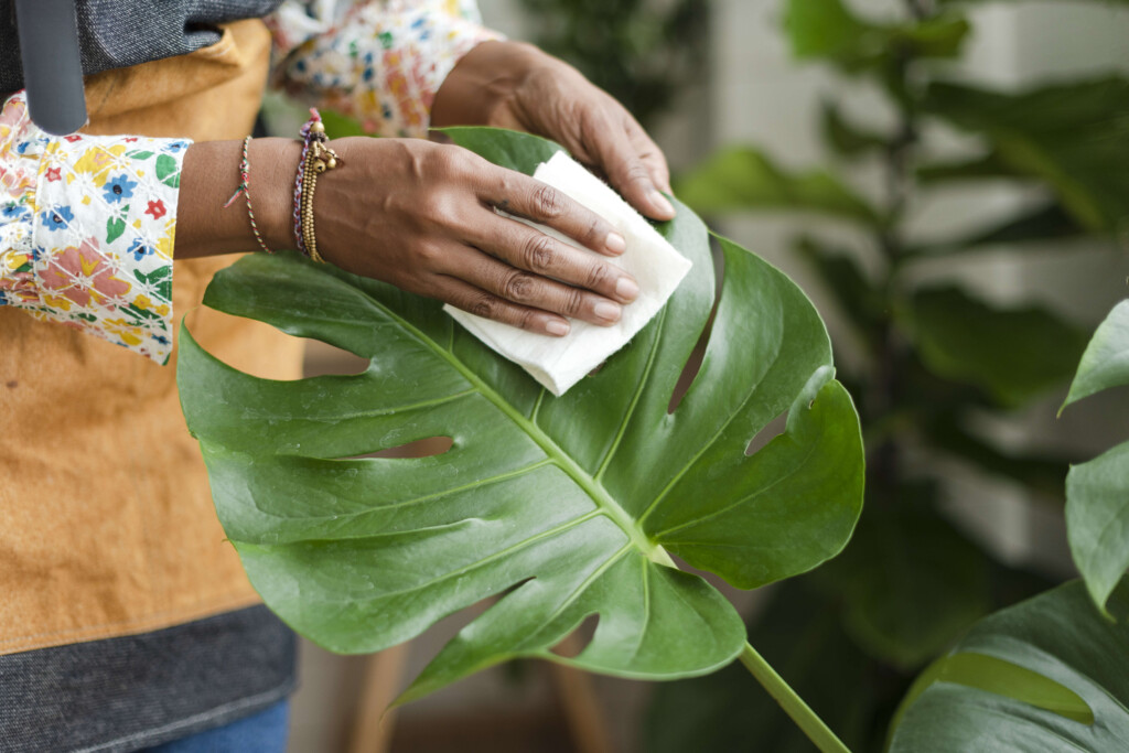 A woman in a cozy living room tends to her houseplants, using a small trowel to care for a plant in a terracotta pot.