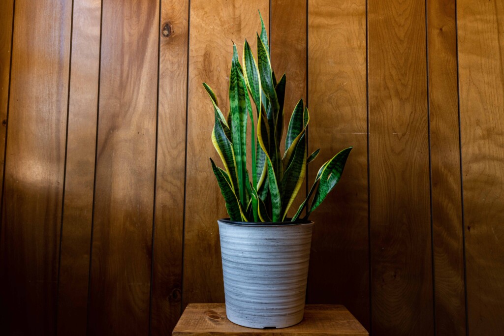 A snake plant with tall green and yellow leaves in a grey pot sits on a wooden stool against a warm, wood-paneled wall
