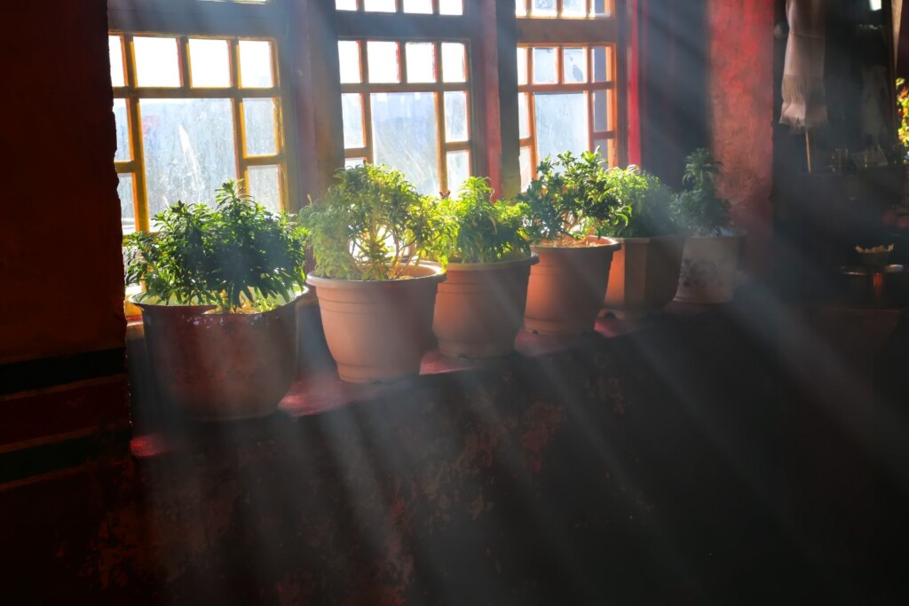 A row of potted houseplants on a windowsill backlit by bright sunlight streaming through the window panes.