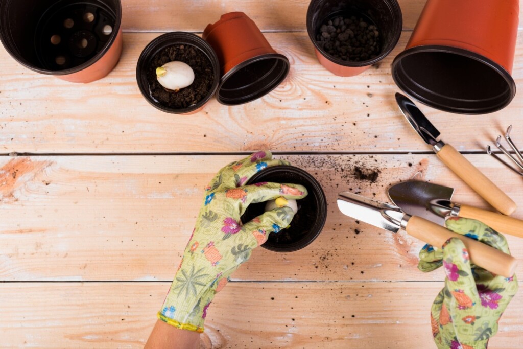 A top-down view of hands in gardening gloves planting a single tulip bulb into a small pot on a wooden work surface
