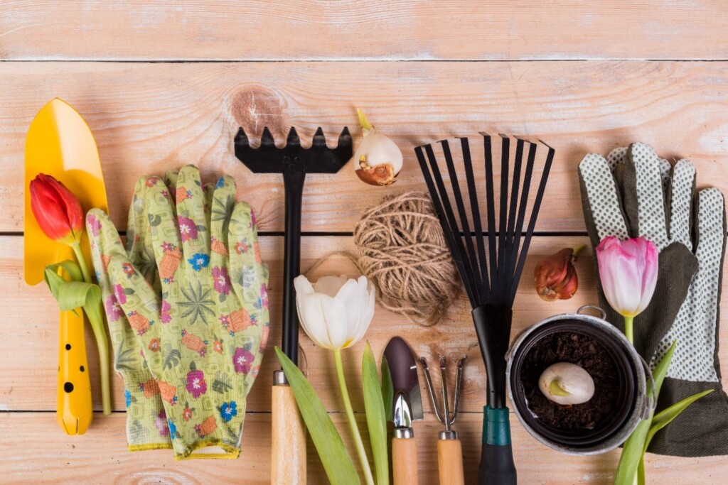 A flat lay of gardening supplies for forcing tulips, including gloves, a trowel, twine, and several tulip bulbs.