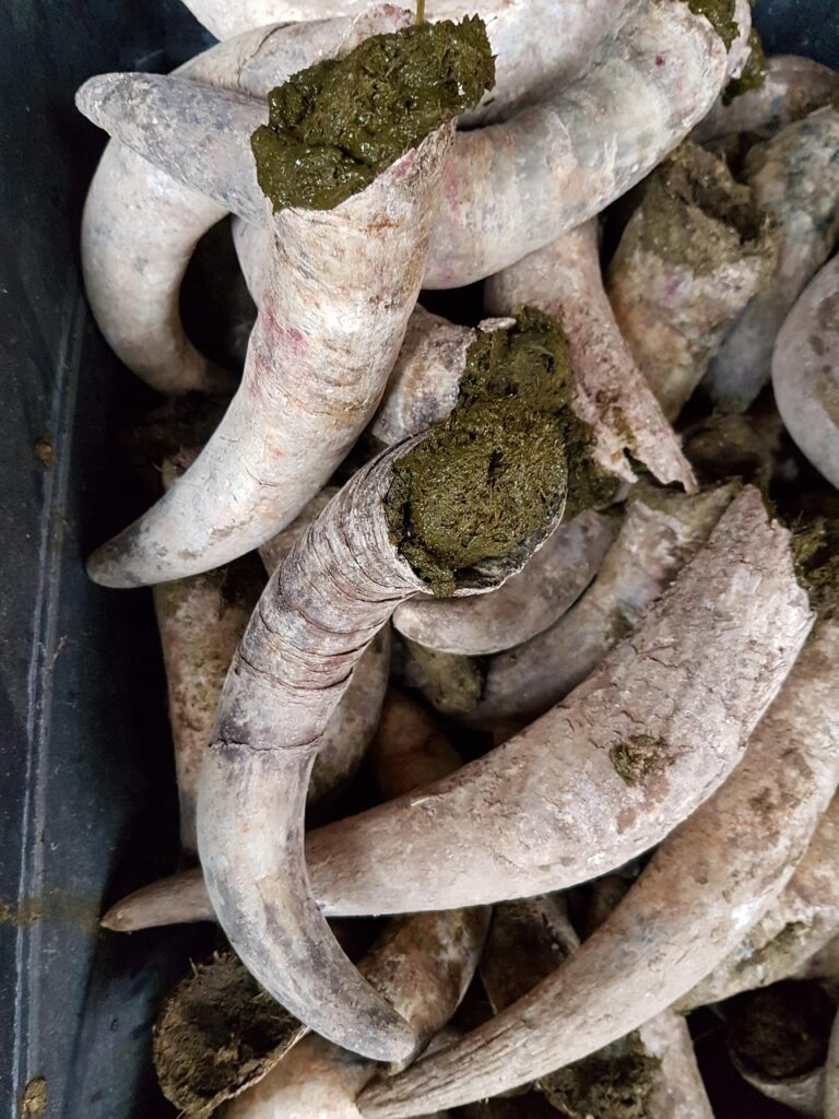 A close-up of cow horns filled with manure, used to make Preparation 500, a key element in biodynamic farming