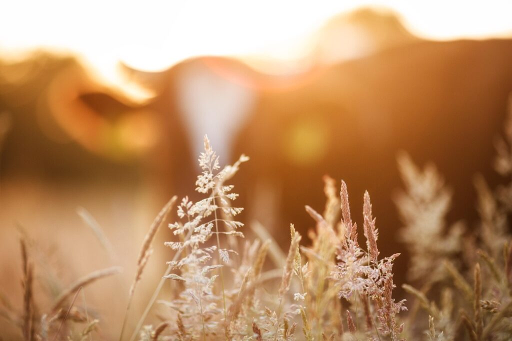 Tall grasses in a field backlit by golden sunlight, with the soft focus silhouette of a cow in the background, evoking the harmony of a biodynamic farm