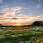 A flock of sheep grazing in a lush pasture at sunset, representing the holistic and self-sustaining ecosystem of a biodynamic farm