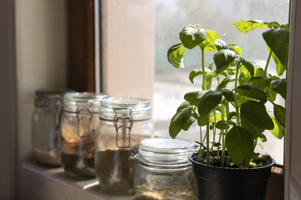 A potted basil plant with vibrant green leaves sits on a sunny windowsill next to a row of glass jars containing various spices.