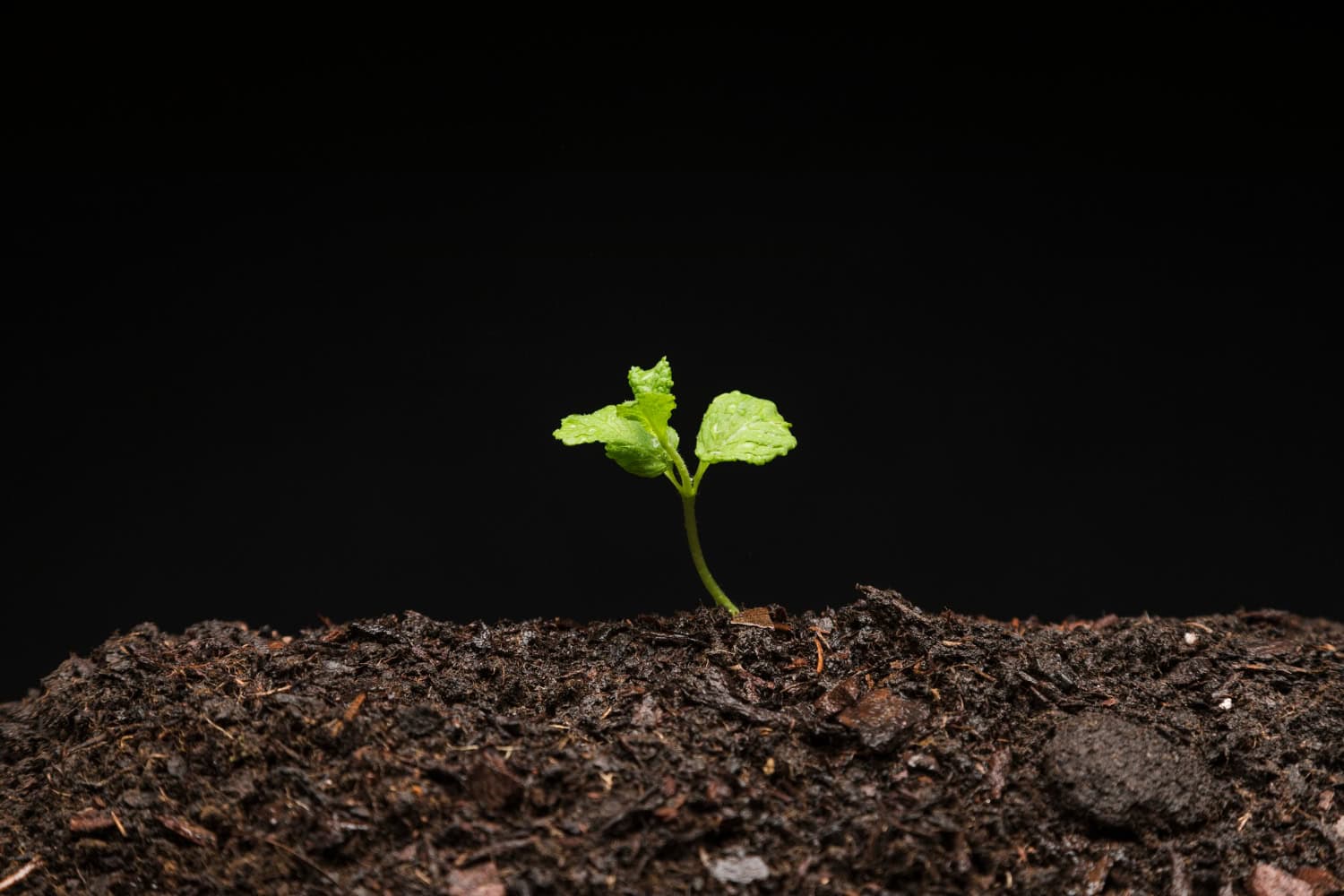 Close-up macro photography of healthy white plant roots growing in dark organic soil, representing a strong mycorrhizal fungal network.