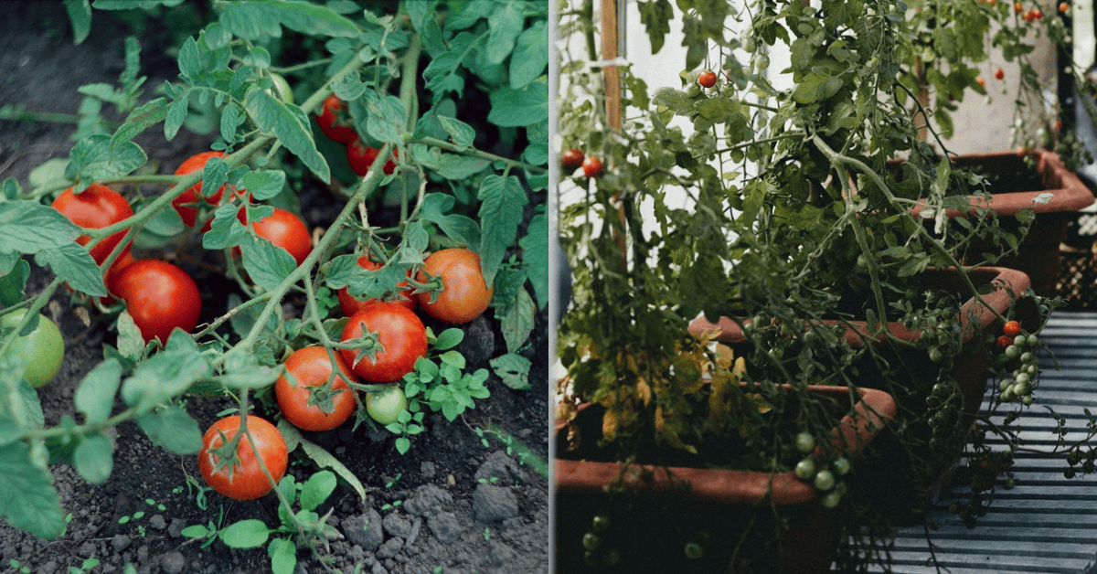 Scientific comparison of a healthy deep green tomato plant vs. a nitrogen deficient plant with yellowing lower leaves (2026 Recovery Protocol).