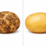 Comparison of common scab on potato skin vs healthy potato grown in acidic soil pH 5.2.